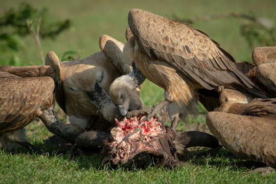 African white-backed vultures peck at bloody carcase