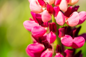 Lupinus (Lupin or Lupine), close up macro of blooming garden flower. 