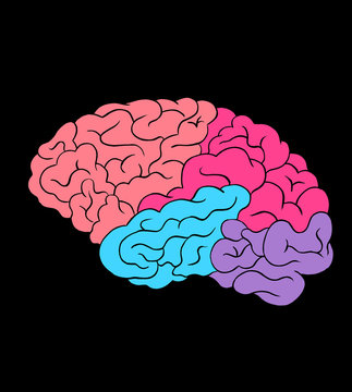 Brain