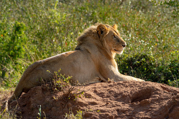 Backlit male lion lying on termite mound