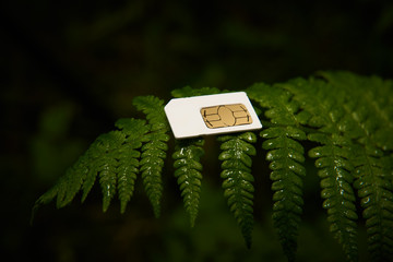 Telephone SIM card on green fern leaf