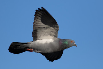 Pigeon