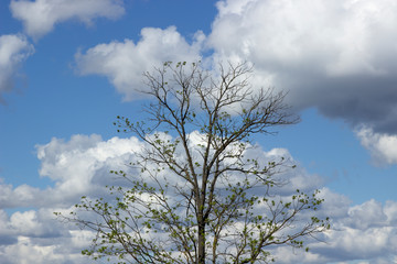 Cloudy weather. The top of the spring tree on which the leaves are blossoming leaves branches in...