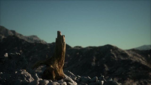 Dead pine tree at granite rock at sunset