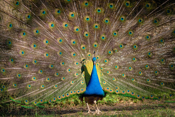 Obraz premium Male peacock