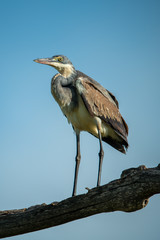 Black-headed heron stands on branch in sun