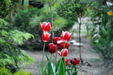 red tulips in the flowerbed near the house