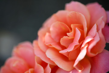 薔薇　バラ　ばら　薔薇の花　バラの花　バラの花バラの花のアップ　アップのバラ　