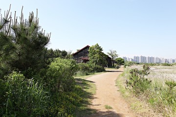 Fototapeta na wymiar 한국 인천시 소래급지생태공원 입니다