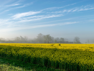 fog landscape with yellow rape field, blue sky