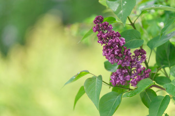 lilac flowers in the garden