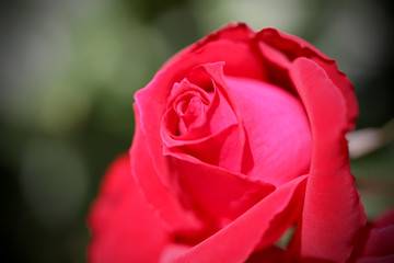 薔薇　バラ　ばら　薔薇の花　バラの花　バラの花バラの花のアップ　アップのバラ　