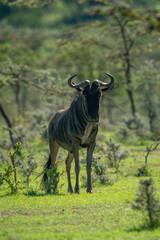 Blue wildebeest stands among thornbushes in sun