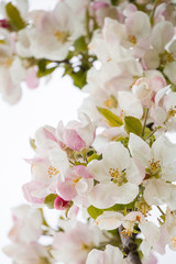 Blooming apple tree branch in springtime with beautiful flowers. Low depth of field, close-up on bright white background