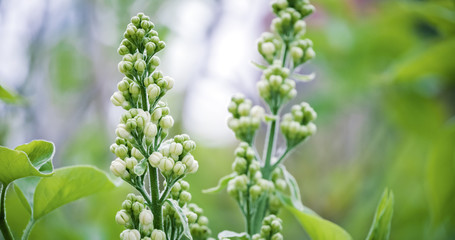 Ready to bloom a branch of white lilac with swollen buds in spring close up with a blurred background