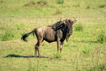 Obraz na płótnie Canvas Blue wildebeest stands casting shadow on grass