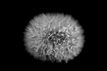 dandelion isolated on black backdrop