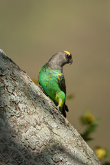 Brown parrot on diagonal trunk turning head