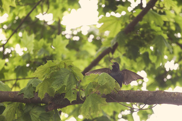 little bird on a tree