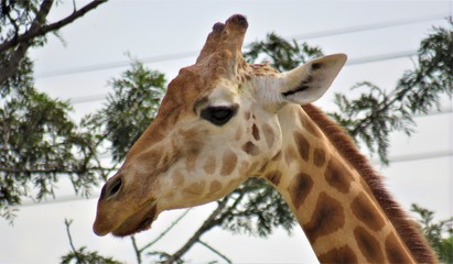 portrait of a giraffe