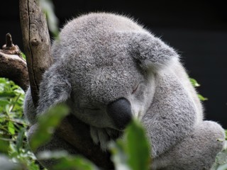 koala bear sleeping