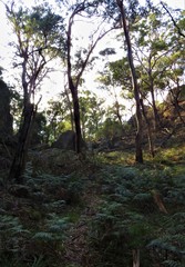 morning in the woods
