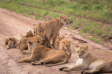 Safari in Kenya. Lions family in Masai Mara Park