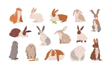 Set van verschillende rassen schattig realistische konijnen vectorillustratie. Verzameling van verschillende kleurrijke hazen zitten, liggen en staan geïsoleerd op wit. Wild of gedomesticeerd grappig dier met lange oren