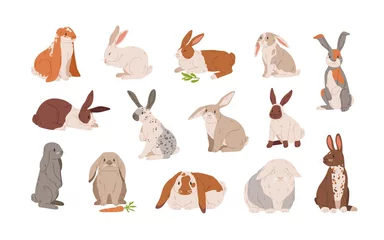 Fotobehang Schattige konijntjes Set van verschillende rassen schattig realistische konijnen vectorillustratie. Verzameling van verschillende kleurrijke hazen zitten, liggen en staan geïsoleerd op wit. Wild of gedomesticeerd grappig dier met lange oren