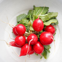 a bunch of young red radishes with green leaves in a white bowl. spring and summer vegetables for salad