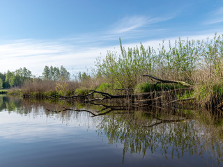 spring landscape with a beautiful calm river, green trees and grass on the river bank, peaceful reflection in the river water