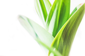 Green leaves of garlic close-up on a white background.