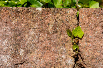 New young green leaf growing between bricks