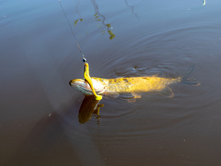 pike head with bait closeup, pike with bait close-up,  angling predator fish, spinning rod fishing.