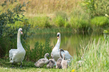 Mute swan family on the bank of a lake.