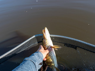 a human hand holding a pike before being released into the water, fishing for predator fish,...