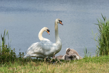 Obraz premium Mute swans at the side of a lake.