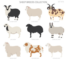 Sheep breeds collection 9. Farm animals set. Flat design