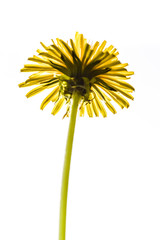 Close up of a beautiful dandelion flower back lit and isolated on white background