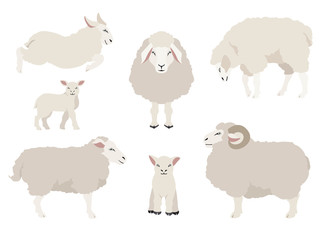 Sheep poses collection. Farm animals set. Flat design