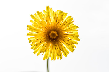 Close up of a beautiful dandelion flower back lit and isolated on white background