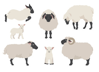 Sheep poses collection. Farm animals set. Flat design