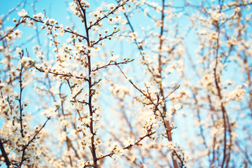 Spring flowering trees with white flowers in the garden against the blue sky, copy space. Spring background