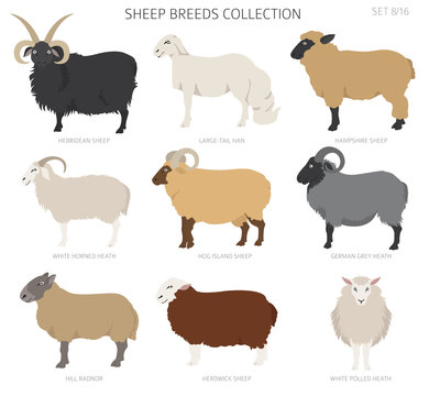 Sheep breeds collection 8. Farm animals set. Flat design