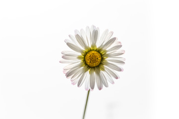 Beautiful daisy flower back lit and isolated on white background