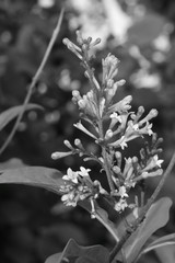 Blüten eines Gartenbusches im Frühling als schwarz-weiß foto
