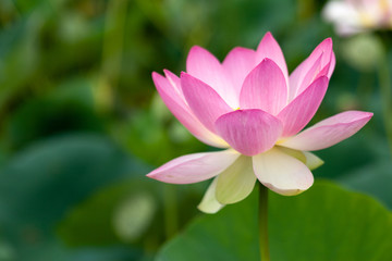 Closeup of a beautiful pink lotus flower