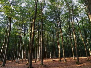 Wald aus Buchen im Spessart