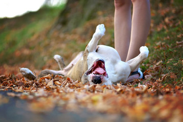 Happy dog ​​rolling in leaves