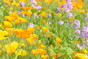 Eschscholzia californica poppy and wild phlox in front of flower field in the nature